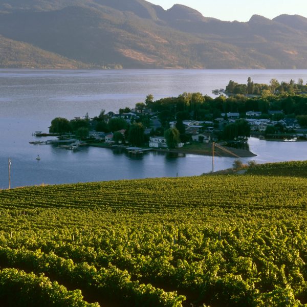 Landscape scenic view of a winery vineyard located in the Okanagan Valley overlooking Okanagan Lake in Kelowna, British Columbia, Canada.